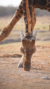 22K views · 305 reactions | Watch this MASSIVE and OLD giraffe bull lick the minerals and salt from the ground where a salt block once was. Magic on safari | All Out Safaris | Facebook