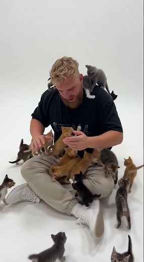 Attacked by Killer Kittens 🐱