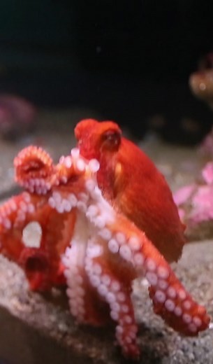Giant Pacific Octopus Facts and Habitat in Puget Sound