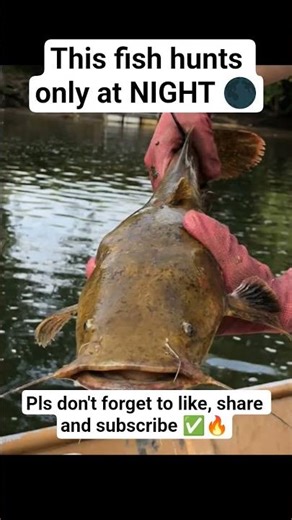 Flathead Catfish 🐟🔥 #aquaculture #frompondtoprofit