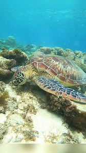 1.2K views · 19 reactions | Apo Island in Dauin, Negros Oriental | Escape Manila | Facebook