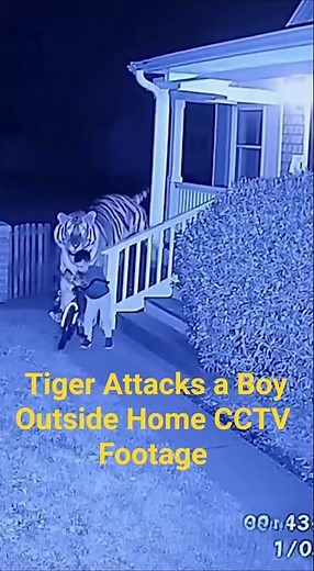 🔥 Tiger Attacks a Boy Outside Home CCTV Footage Shocks Everyone! #tiger #animalattack #wildlife