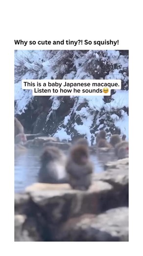 iwildhub on Instagram: "The Japanese macaque, often called the snow monkey, is a primate native to Japan and is known for living farther north than any other monkey species. They thrive in areas with heavy snowfall and freezing winters, adapting to the cold by growing thick fur and huddling together to stay warm. One of their most well known behaviours is soaking in natural hot springs, especially in places like Jigokudani, where the warm water helps them cope with harsh winter conditions. Highl