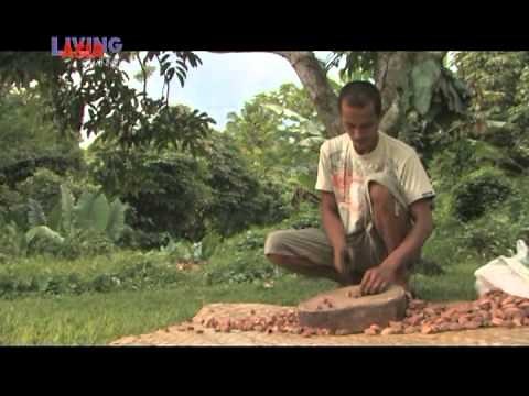 BICOL: MEET THE PILI | Living Asia Channel