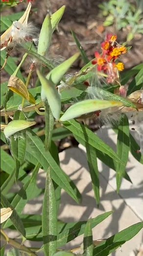 Tropical Milkweed Seed Harvesting in a ATLAS Glass Jar 🫙