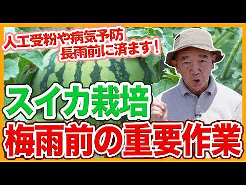 Essential Pre-Rainy Season Tasks for Growing Watermelons in Home Gardens and Farms! Artificial Po...