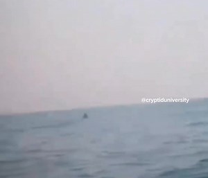 70K views · 1.1K reactions | A mermaid recorded on film as a lady reviews photos of her surfing next to dolphins! | Cryptid University | Facebook