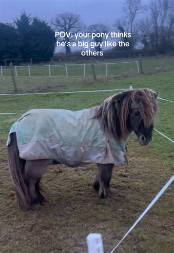 Pony Believes He's as Big as the Horses
