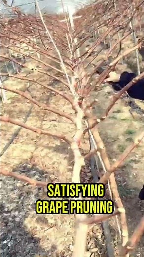 This Satisfying Grape Pruning Is Planning the Next Harvest