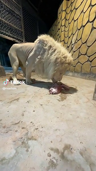 Majestic White Lion Eating Raw Meat at Wildlife Sanctuary