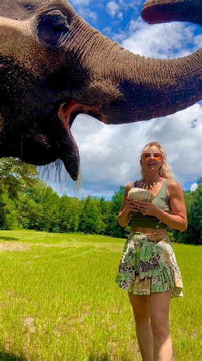 6.2K views · 119 reactions | Last year I was fortunate enough to visit The Mammoth Site, in South Dakota, where they have the largest concentration of mammoth fossils in the world. look how similar a mammoth tooth is to an elephant’s tooth. The Mammoth Site of Hot Springs, South Dakota. #elephant #mammoth #animal #animallover #animalcare | The Walking Elephant | Facebook