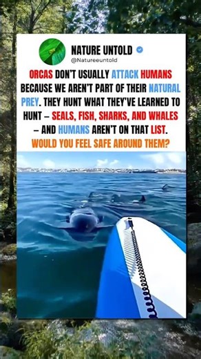 Why Orcas Rarely Attack Humans #shorts