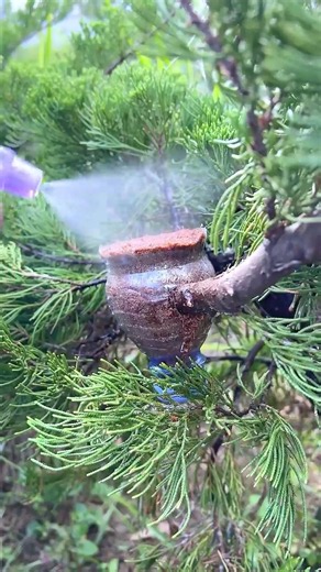 How to make it successful. 🌿✅ #bonsai #plants #tree #garden #craft