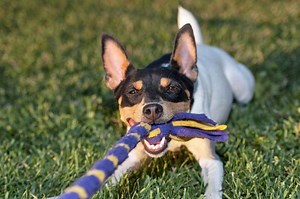 6 Homemade Dog Toys to Keep Them Busy - PatchPuppy.com