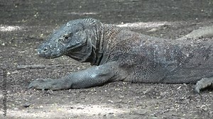 The varan of Komodo Island. Indonesia. Varan Dragon Komodo close up. Varan on one of the islands of Asia. Giant lizard.