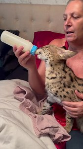 18K views · 610 reactions | Feeding African Serval Cat, Zuri #serval #cat #feeding #cute #animalrescue | The CARE Foundation | Facebook