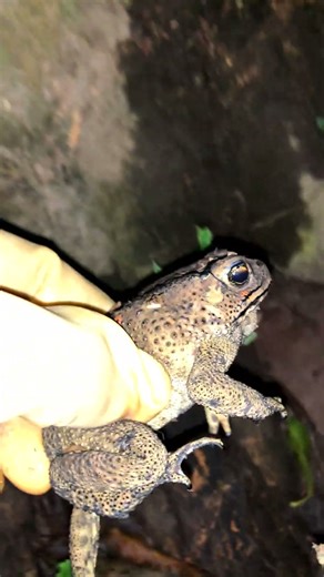 Catching toad at night #shorts #forest #wildlife #outdoors