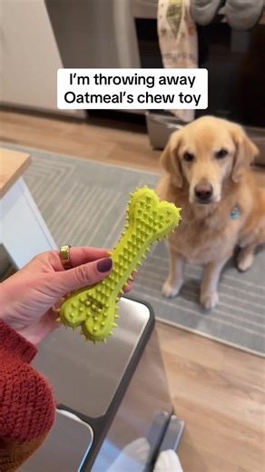 Best Chew Toys for Dogs: Choosing the Right One