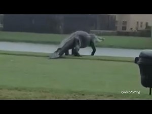 Massive gator takes a stroll at Florida golf course