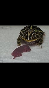 Frog Eats 2 Mice | Insect Forest