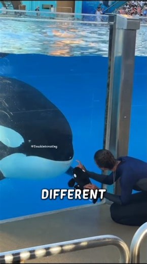 Toy Shark vs Real Shark 🦈😱 ~working art skillwood / hand crafts #shortsvideo #trending #viralvideo