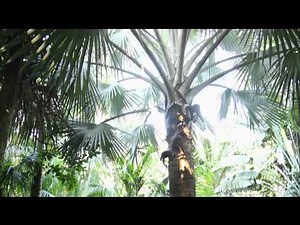 How poet W.S. Merwin found paradise by planting palm trees