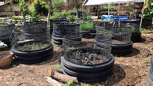 Grow flowers you can eat at home | University of Hawaiʻi System News