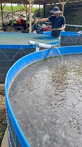 Baby catfish 🦈 #catfishfarming #farming #farmers | Amin Nasihun