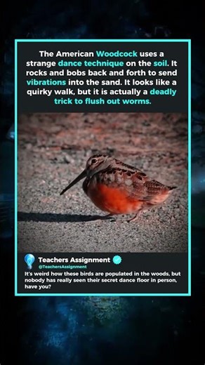 The Only Bird That Loves To Dance 🐦