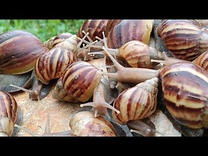 Enjoy the sound of snails eating during the day.