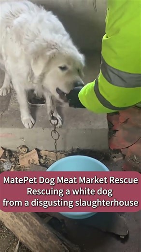 MatePet Dog Meat Market Rescue---Rescuing a white dog from a disgusting slaughterhouse