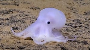 WATCH: Incredible footage of "ghost" octopus seen lurking in the ocean