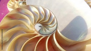 nautilus shell pearl Fibonacci sequence symmetry cross section spiral shell structure golden ratio background mollusk (nautilus pompilius) copy space half split stock,