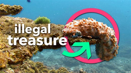 Inside the $200 million black market for... sea cucumbers?!