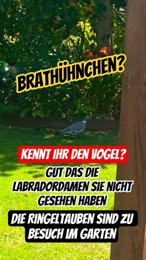🤔🕊🐦Kennt ihr den Vogel? Gut das die Hunde sie nicht sehen. Die Ringeltauben kommen zu Besuch