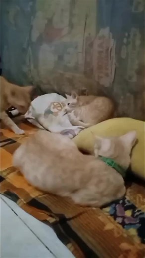 jipung on TikTok