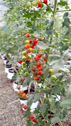 🌾 rice farming perfection powered by kubota! #kubota #ricefarming #aifarming