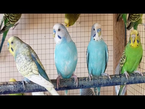5 Hours of Happy Parakeet Budgie Chirping 🐦 | Relaxing Nature Bird Songs to Reduce Stress