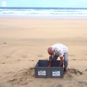 3M views · 3 comments | This loggerhead sea turtle made its way back into the Atlantic Ocean July 24 after months of care at a recovery center in Spain. The turtle was found tangled up in fishing lines back in April at Cofete Beach, the same beach where it was just released. | CBS Newspath | Facebook