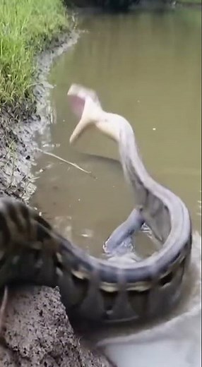 Reticulated python was electrocuted by an eel and rolled over without time to run away