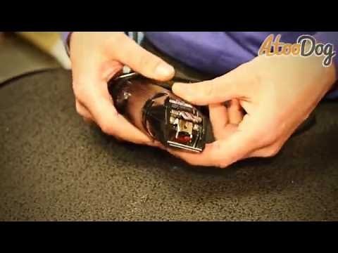 Tondeuse Oster Golden a5 pour chien - AtooDog