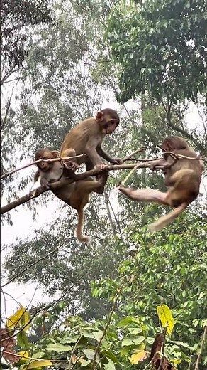 Baby Monkeys Doing Funny Flips on the Tree