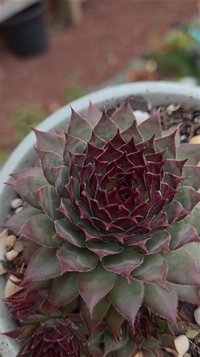 #Sempervivum Growing Season#