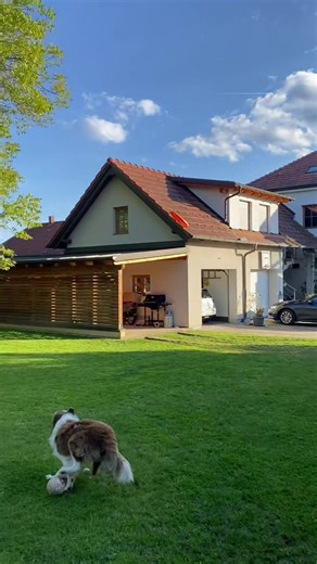 Frisbee Fun with Border Collies: Ultimate Dog Playtime