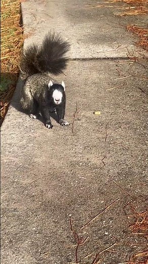 FEEDING THE BEAUTIFUL SQUIRRELS ON THE GOLF COURSE