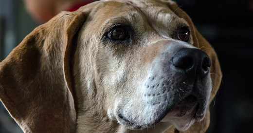 English Foxhounds 101: A Comprehensive Guide to This Remarkable Breed