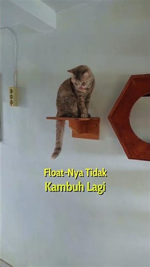 If your cat has difficulty urinating, try using Nano Urinary.