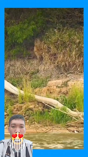 1.6M views · 10K reactions | Jaguar vs Crocodile #fbreelsvideo #reelstrending #reelsviral #crocodile #jaguar #everyone #reaction #reactionvideo #adsonreelsinvitation #reelsmonitization #Monetization DISCLAIMER:I hereby declare that i do not own the rights to this video.All rights belong to the owner.No Copyrights Infringement Intended This is purely for entertainment purposes only懶 Sec.107 of copyright Act.1979 allow this materials for fair use♥️ | Peter C. Oliveros | Facebook