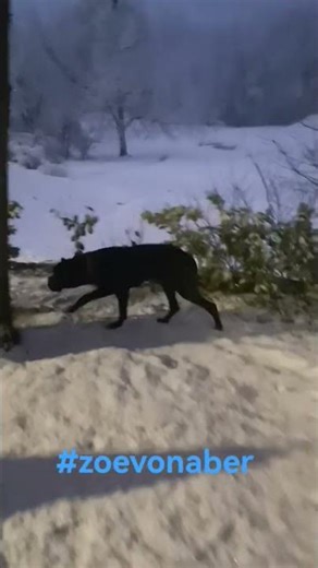 When Your Cane Corso Owns the Snowy Streets of Morocco 🌨️ | Calm & Humorous Night Walk