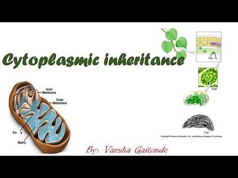 Cytoplasmic inheritance